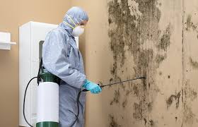 Professional Mold Removal Services in Durand, WI